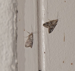 Loxostege allectalis