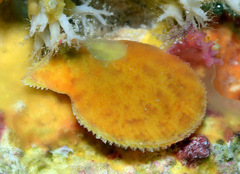 Laevichlamys limatula