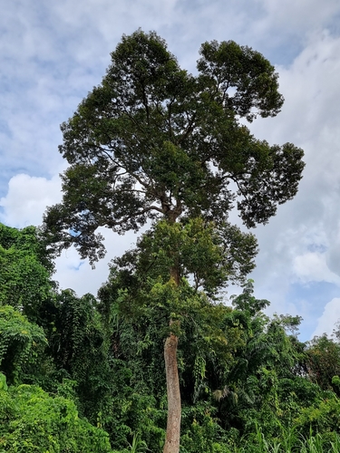 Durio zibethinus
