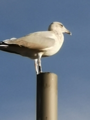 Larus argentatus