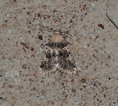 Lacinipolia palilis