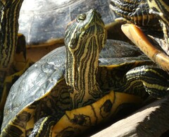 Trachemys scripta elegans