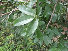 Annona montana