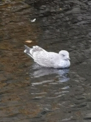 Larus argentatus