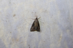 Hypena humuli