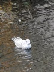 Larus argentatus