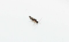 Psocidae