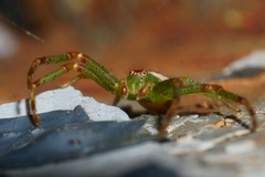Diaea dorsata