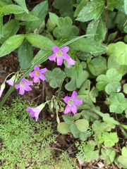 Oxalis debilis
