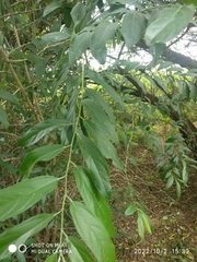 Celtis tetrandra