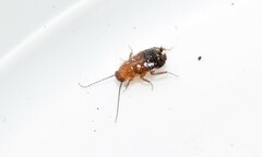 Loboptera decipiens