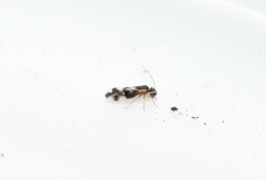 Psocidae