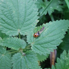 Ceratomegilla notata