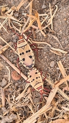 Probergrothius
