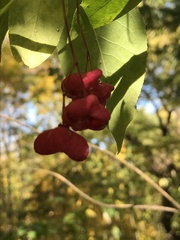 Euonymus atropurpureus