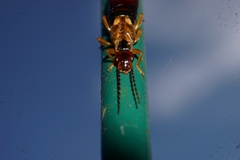 Forficula auricularia