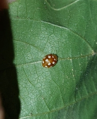 Vibidia duodecimguttata