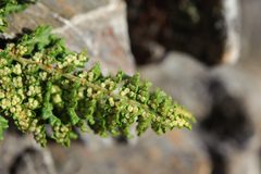Dryopteris alpestris