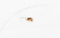 Coniopterygidae
