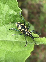 Exophthalmus nicaraguensis image