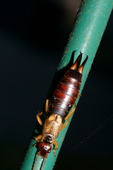 Forficula auricularia