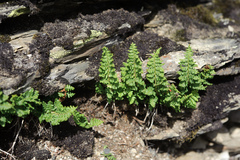 Dryopteris alpestris