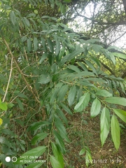 Celtis tetrandra