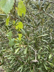 Quercus geminata