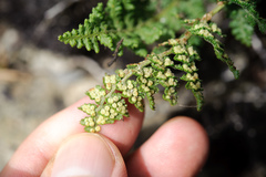 Dryopteris alpestris