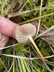 Galerina paludosa