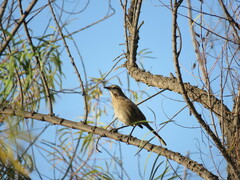 Mimus thenca