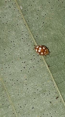 Vibidia duodecimguttata