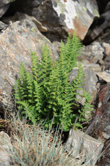 Dryopteris alpestris