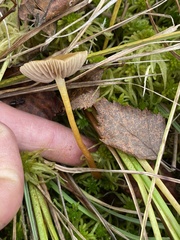 Galerina paludosa