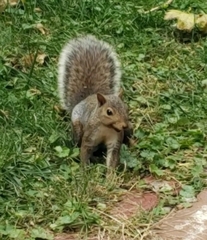 Sciurus carolinensis