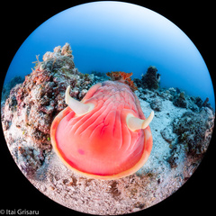 Hexabranchus