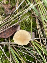 Galerina paludosa