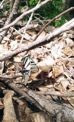 Protographium epidaus