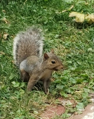 Sciurus carolinensis