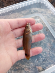 Ctenolabrus rupestris