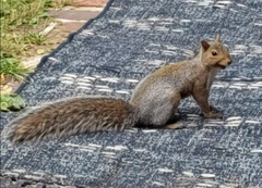 Sciurus carolinensis