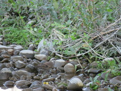 Cinclodes patagonicus