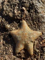 Asterina gibbosa