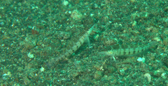 Parapercis lineopunctata