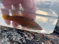 Ctenolabrus rupestris