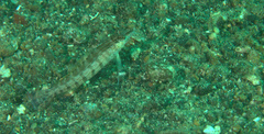 Parapercis lineopunctata