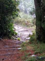 Tarsiger johnstoniae