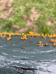 Dacrymyces spathularia