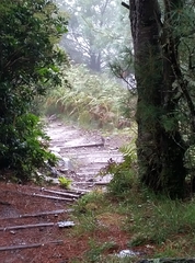 Tarsiger johnstoniae