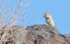 Ammospermophilus leucurus